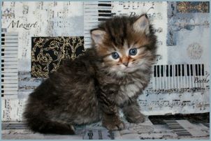 Female Siberian Kitten from Deedlebug Siberians